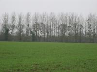 tremeur_campagne_02