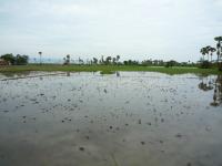 kampot-35