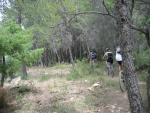 Parmi les arbres