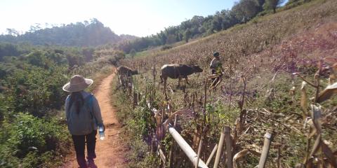 Trekking Kalaw - Lac Inlé