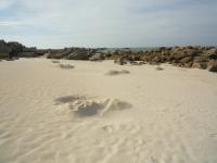 brignogan13
