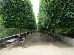 clisson-15