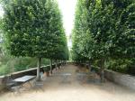 clisson-17