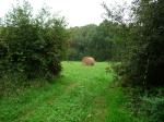 lannion-perros02