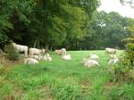 lannion-perros08