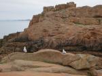 perros-guirec-13