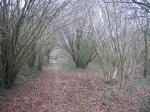 tremeur_campagne_14