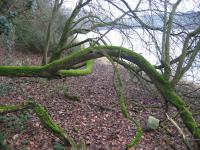 tremeur_campagne_24