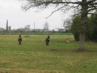 tremeur_campagne_57