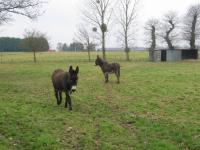 tremeur_campagne_59
