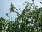battambang-2-33