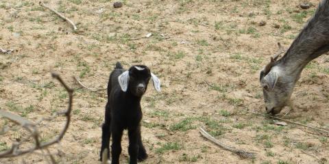 La palmeraie de Thigmert