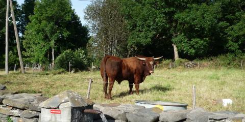 Le cantal