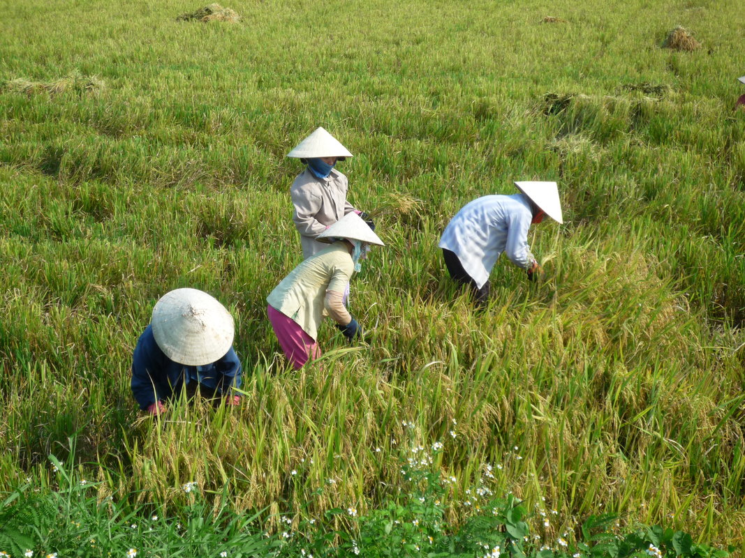 Vietnam - Dalat Easy Rider 3
